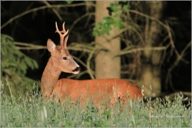 <p>SRNEC OBECNÝ (Capreolus capreolus) Rakousko /European roe deer - Reh/</p>